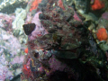  subject crab rock san juans Washington. was taken sea sea. Washington  